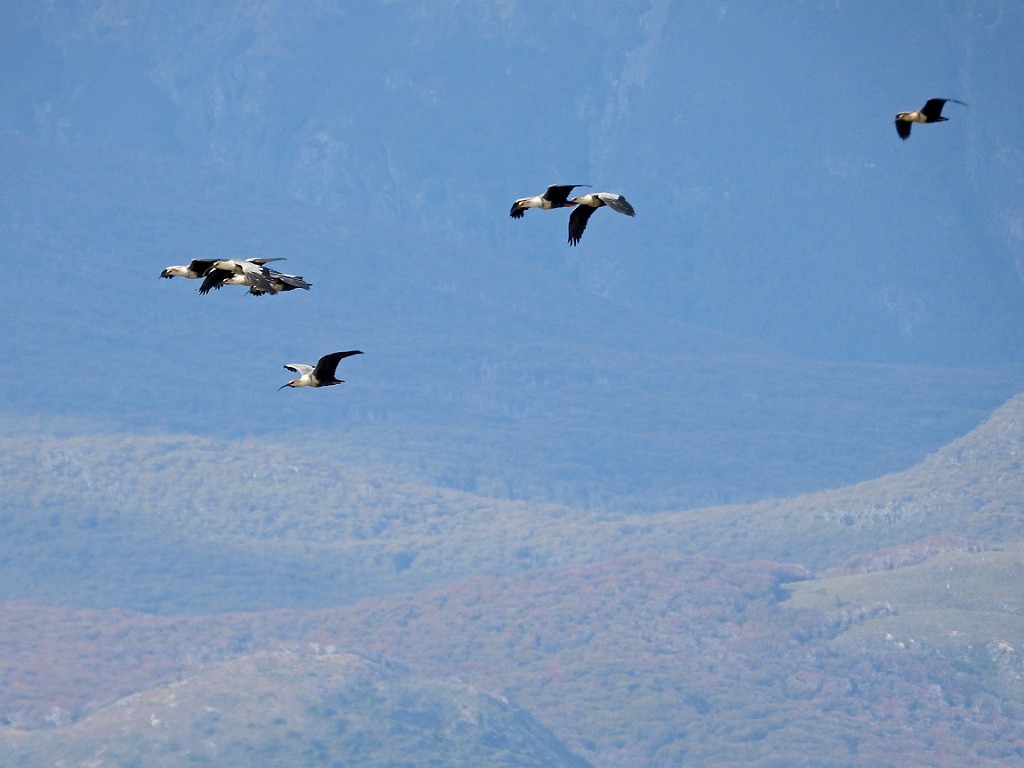 Black-faced Ibis [00402] 13-mrt-2023 (Ushuaia, Vuurland).jpg - Zwartmaskeribis [Theristicus melanopis]