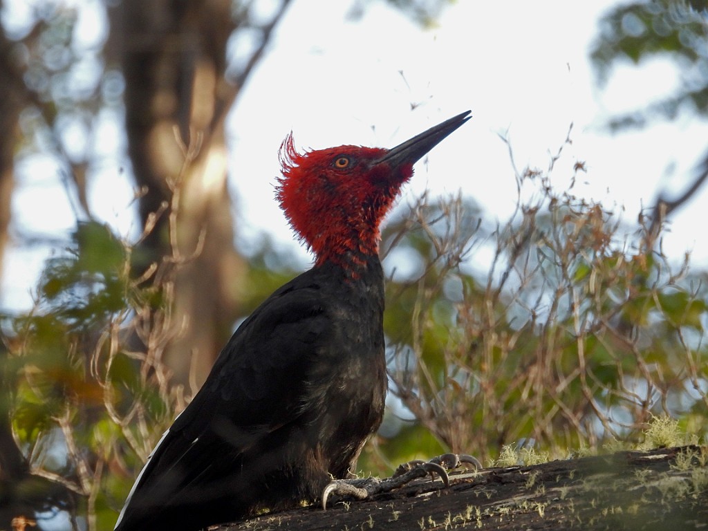 Magellanic Woodpecker [00263] 13-mrt-2023 (Ushuaia, Vuurland).jpg - Magelhaenspecht [Campephilus magellanicus]