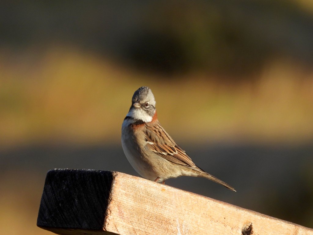 Rufous-collared Sparrow [00231] 13-mrt-2023 (Ushuaia, Vuurland).jpg - Roodkraaggors [Zonotrichia capensis]