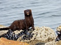American Mink [00450] 13-mrt-2023 (Ushuaia, Vuurland)