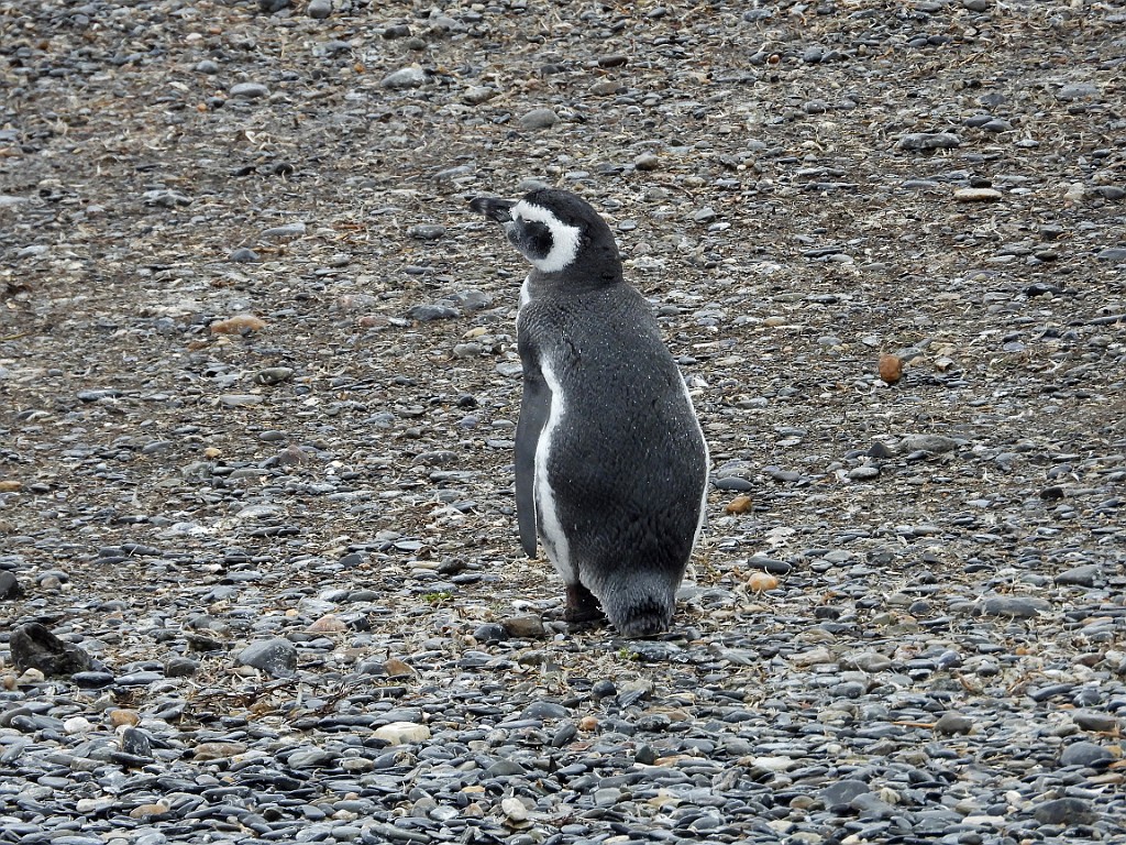 Magellanic Penguin [00529] 14-mrt-2023 (Ushuaia, Vuurland).jpg - Magelhaenpinguin [Spheniscus magellanicus]