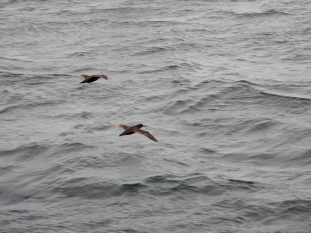 Sooty Shearwater [00532] 14-mrt-2023 (Ushuaia, Vuurland).jpg - Grauwe Pijlstormvogel [Puffinus griseus]