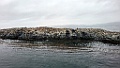 Imperial Shag [00492] 14-mrt-2023 (Beagle Chanel, Ushuaia)
