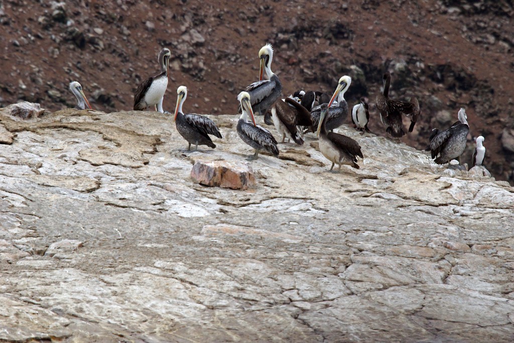 Peruvian Pelican [0209] 11-jul-2012 (Grote Oceaan, Lima).JPG - Chilipelikaan [Pelecanus thagus]