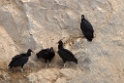 Black Vulture [0125] 11-jul-2012 (Islas Palomino, Lima)