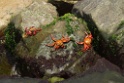 Crab sp. [0181] 11-jul-2012 (Grote Oceaan, Lima)