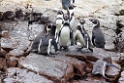 Humboldt Penguin [0221] 11-jul-2012 (Grote Oceaan, Lima)