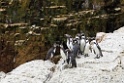 Humboldt Penguin [0252] 11-jul-2012 (Grote Oceaan, Lima)