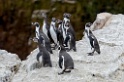 Humboldt Penguin [9041] 11-jul-2012 (Grote Oceaan, Lima)
