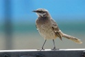 Long-tailed Mockingbird [0334] 11-jul-2012 (Arenilla, Lima)