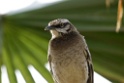 Long-tailed Mockingbird [0337] 11-jul-2012 (Arenilla, Lima)
