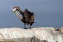 Peruvian Pelican [0175] 11-jul-2012 (Grote Oceaan, Lima)