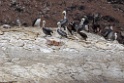 Peruvian Pelican [0209] 11-jul-2012 (Grote Oceaan, Lima)