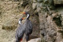Red-legged Cormorant [0243] 11-jul-2012 (Grote Oceaan, Lima)