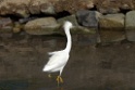 Snowy Egret [0307] 11-jul-2012 (Arenilla, Lima)