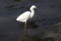 Snowy Egret [0331] 11-jul-2012 (Arenilla, Lima)
