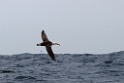 Waved Albatross [0069] 11-jul-2012 (Grote Oceaan, Lima)