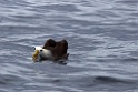 Waved Albatross [0073] 11-jul-2012 (Grote Oceaan, Lima)