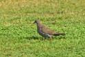 West Peruvian Dove [0339] 11-jul-2012 (Arenilla, Lima)