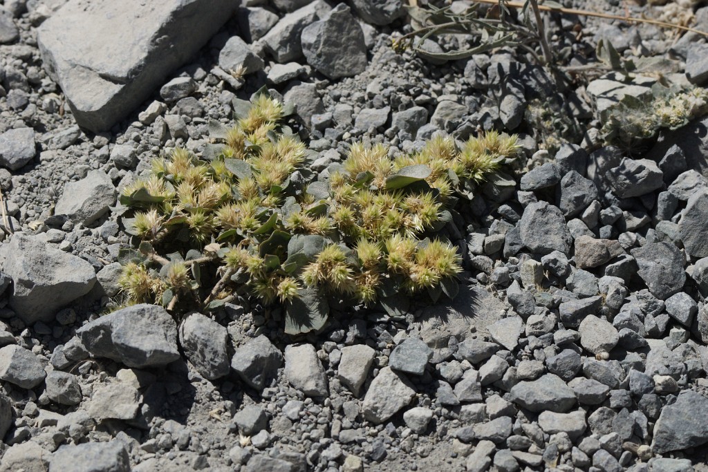 Plant [0433] 12-jul-2012 (West Andes, Huachupampa).JPG - Plant [Plantae sp.]