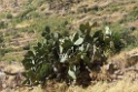 Cactus [0457] 12-jul-2012 (West Andes, Huachupampa)