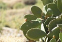 Cactus [0458] 12-jul-2012 (West Andes, Huachupampa)