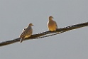 Eared Dove [0529] 12-jul-2012 (West Andes, Huachupampa)