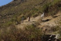 Ezels [0471] 12-jul-2012 (West Andes, Huachupampa)