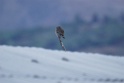 Peruvian Pygmy-owl [0355] 12-jul-2012 (West Andes, Huarochiri)