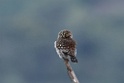 Peruvian Pygmy-owl [9074] 12-jul-2012 (West Andes, Huarochiri)