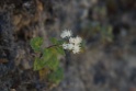 Plant [0506] 12-jul-2012 (West Andes, Huachupampa)