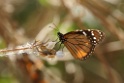 Queen Butterfly [0369] 12-jul-2012 (West Andes, Huachupampa)
