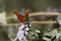 Vlinder [0429] 12-jul-2012 (West Andes, Huachupampa)
