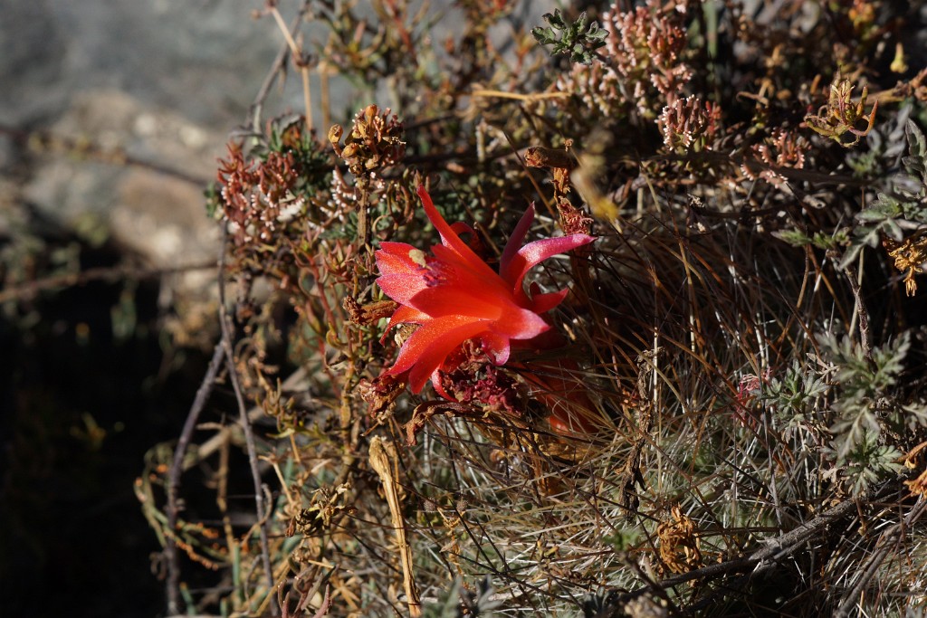 Plant [0594] 13-jul-2012 (West Andes, Marcapomacochas).JPG - Plant [Plantae sp.]
