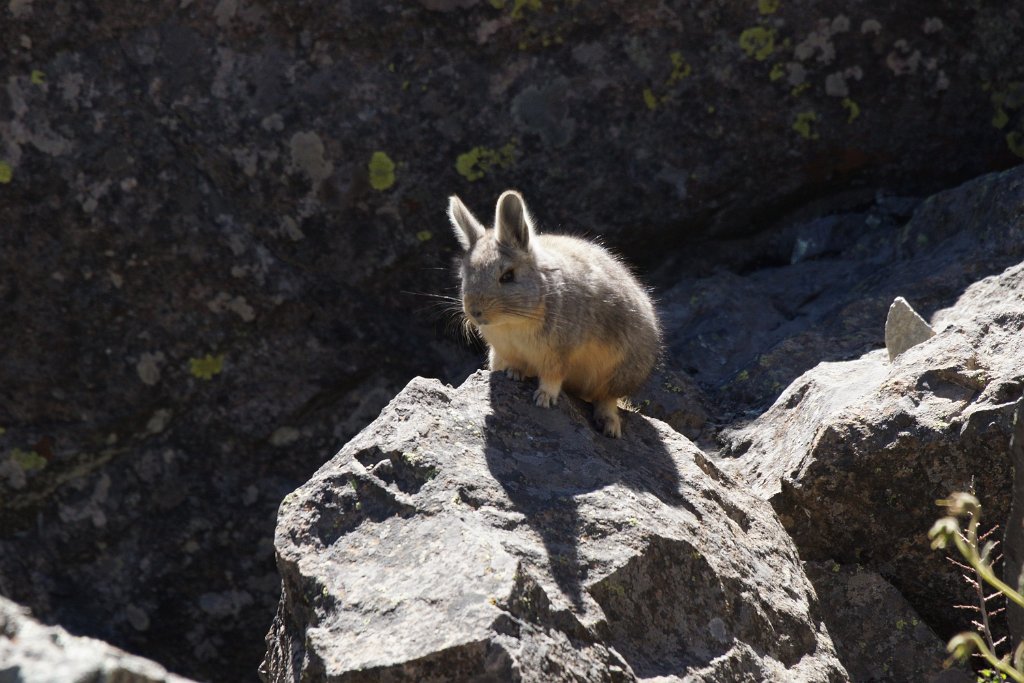 Southern Viscacha [0653] 13-jul-2012 (West Andes, Marcapomacochas).JPG - Cuvierhaasmuis [Lagidium viscacia]