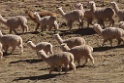 Alpaca [0794] 13-jul-2012 (West Andes, Marcapomacochas)