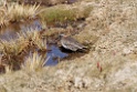 Diademed Plover [0774] 13-jul-2012 (West Andes, Marcapomacochas)