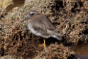 Diademed Plover [0803] 13-jul-2012 (West Andes, Marcapomacochas)