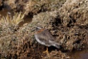 Diademed Plover [0805] 13-jul-2012 (West Andes, Marcapomacochas)