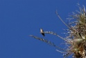 Giant Hummingbird [0599] 13-jul-2012 (West Andes, Marcapomacochas)