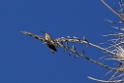 Giant Hummingbird [0603] 13-jul-2012 (West Andes, Marcapomacochas)