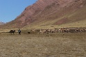 Herder [0816] 13-jul-2012 (West Andes, Marcapomacochas)