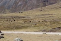 Lama [0754] 13-jul-2012 (West Andes, Marcapomacochas)