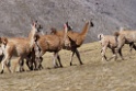 Lama [0813] 13-jul-2012 (West Andes, Marcapomacochas)