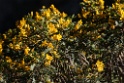 Plant [0569] 13-jul-2012 (West Andes, Marcapomacochas)