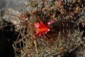Plant [0594] 13-jul-2012 (West Andes, Marcapomacochas)