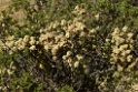 Plant [0604] 13-jul-2012 (West Andes, Marcapomacochas)