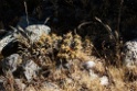 Plant [0609] 13-jul-2012 (West Andes, Marcapomacochas)