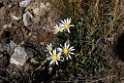 Plant [0725] 13-jul-2012 (West Andes, Marcapomacochas)
