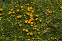 Plant [0728] 13-jul-2012 (West Andes, Marcapomacochas)